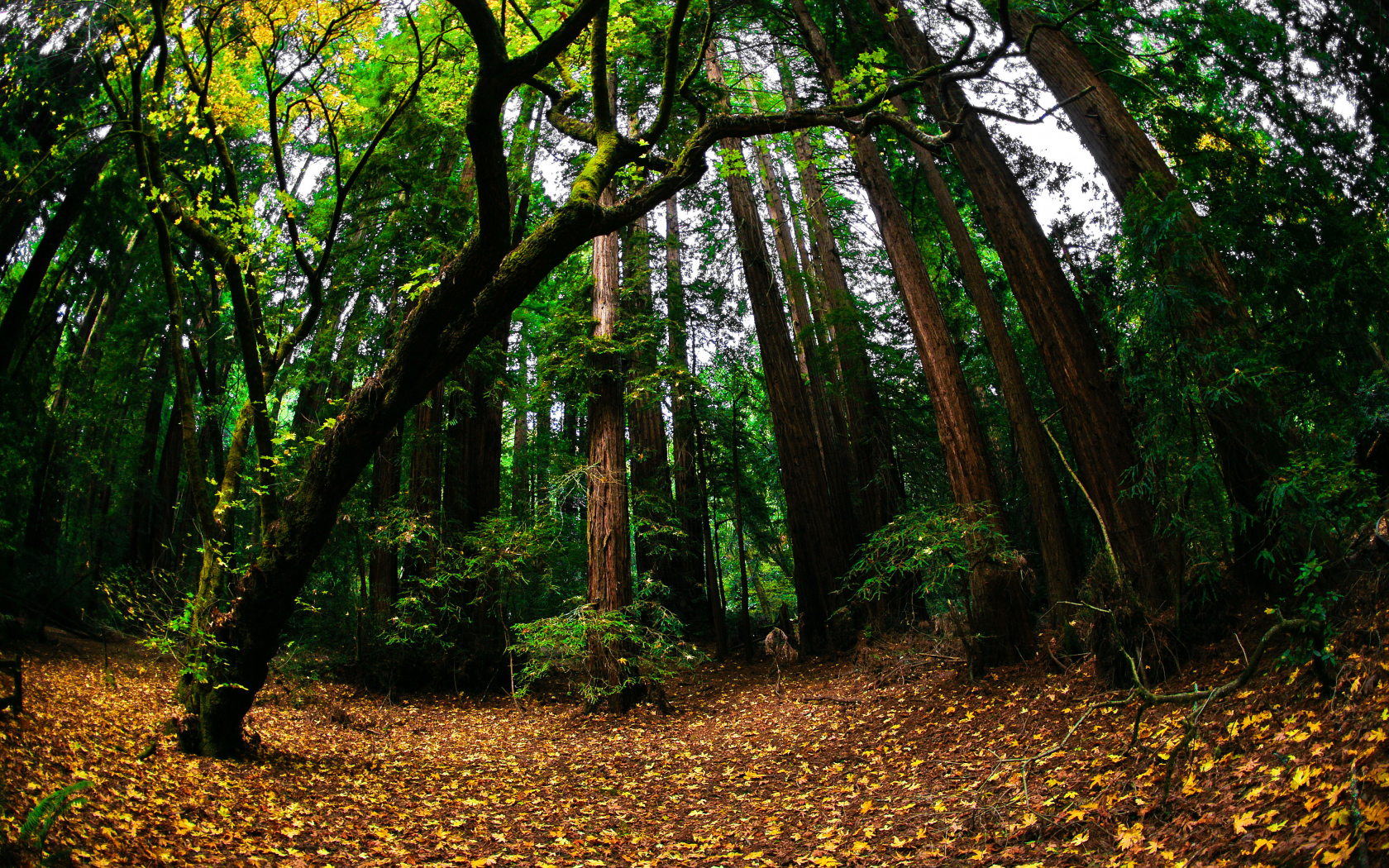 лес, зелень, осень, природа, листва
