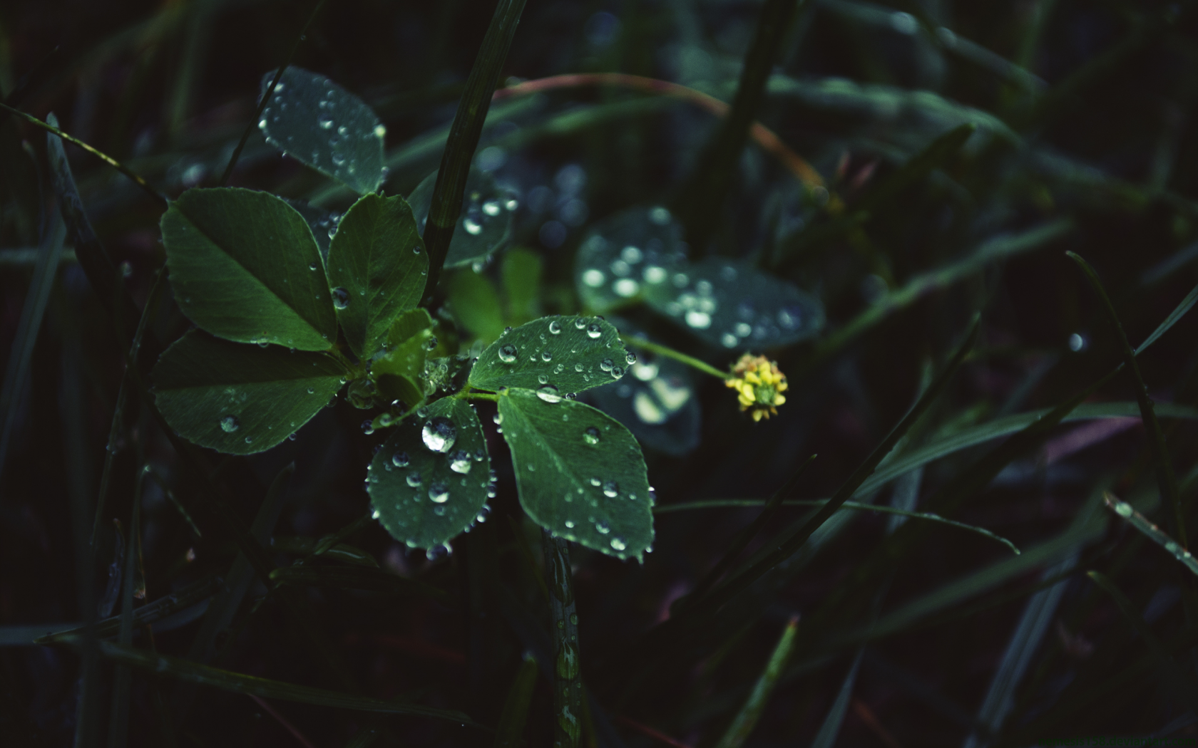 листья, in the rain, капли