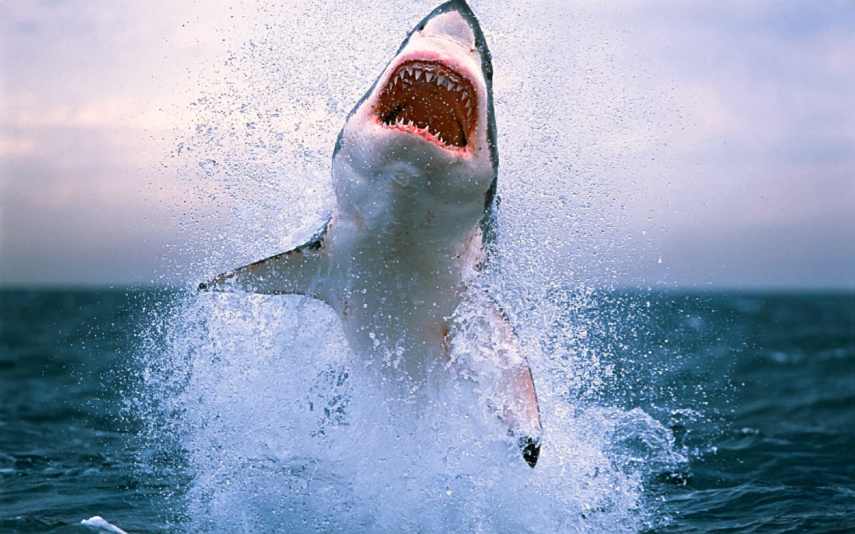 акула, зубы