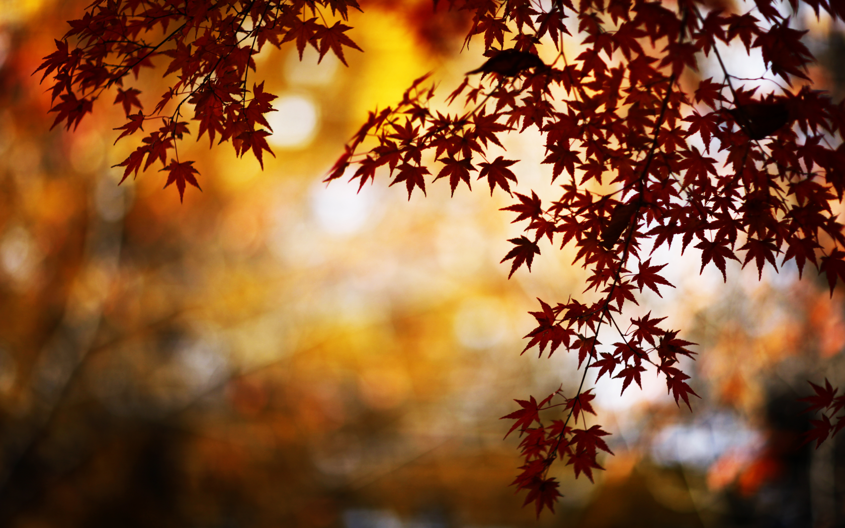 осень, блики, природа, листва, ветка