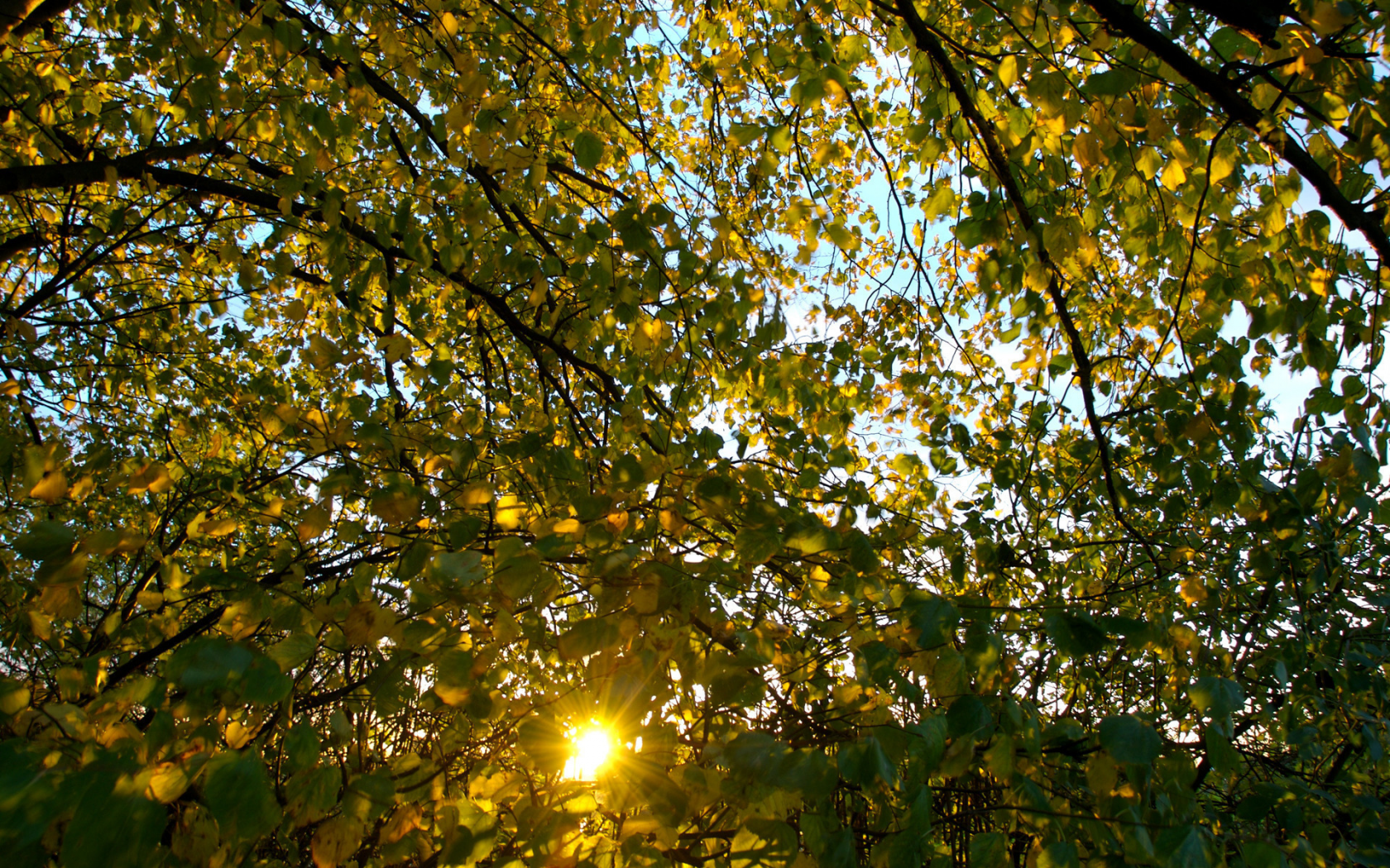 осень, солнце, ветки, листва, дерево, природа, листья, лучи, ветви