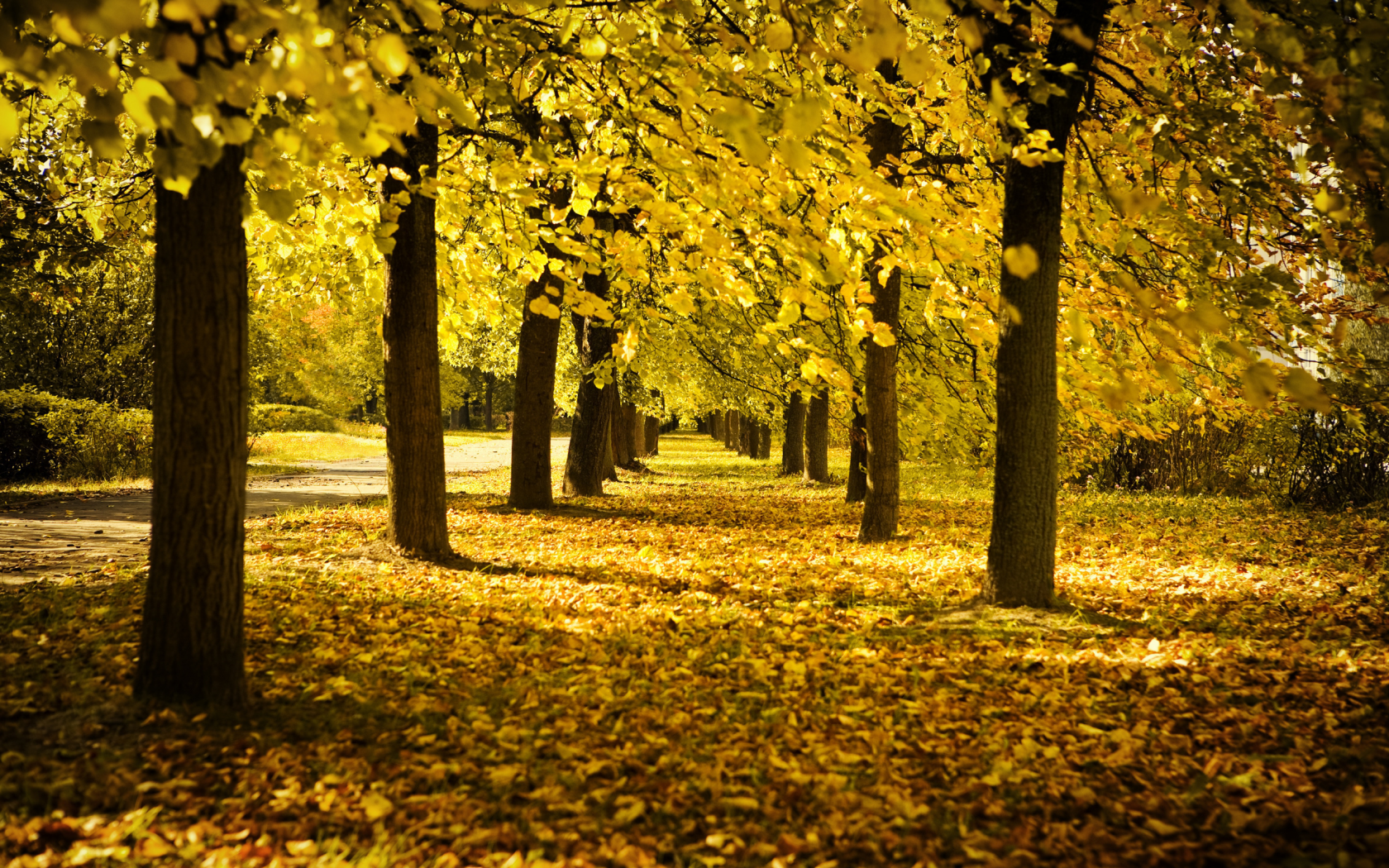 время года, жёлтая, солнечный день, осень, аллея, осенняя, деревья, листва