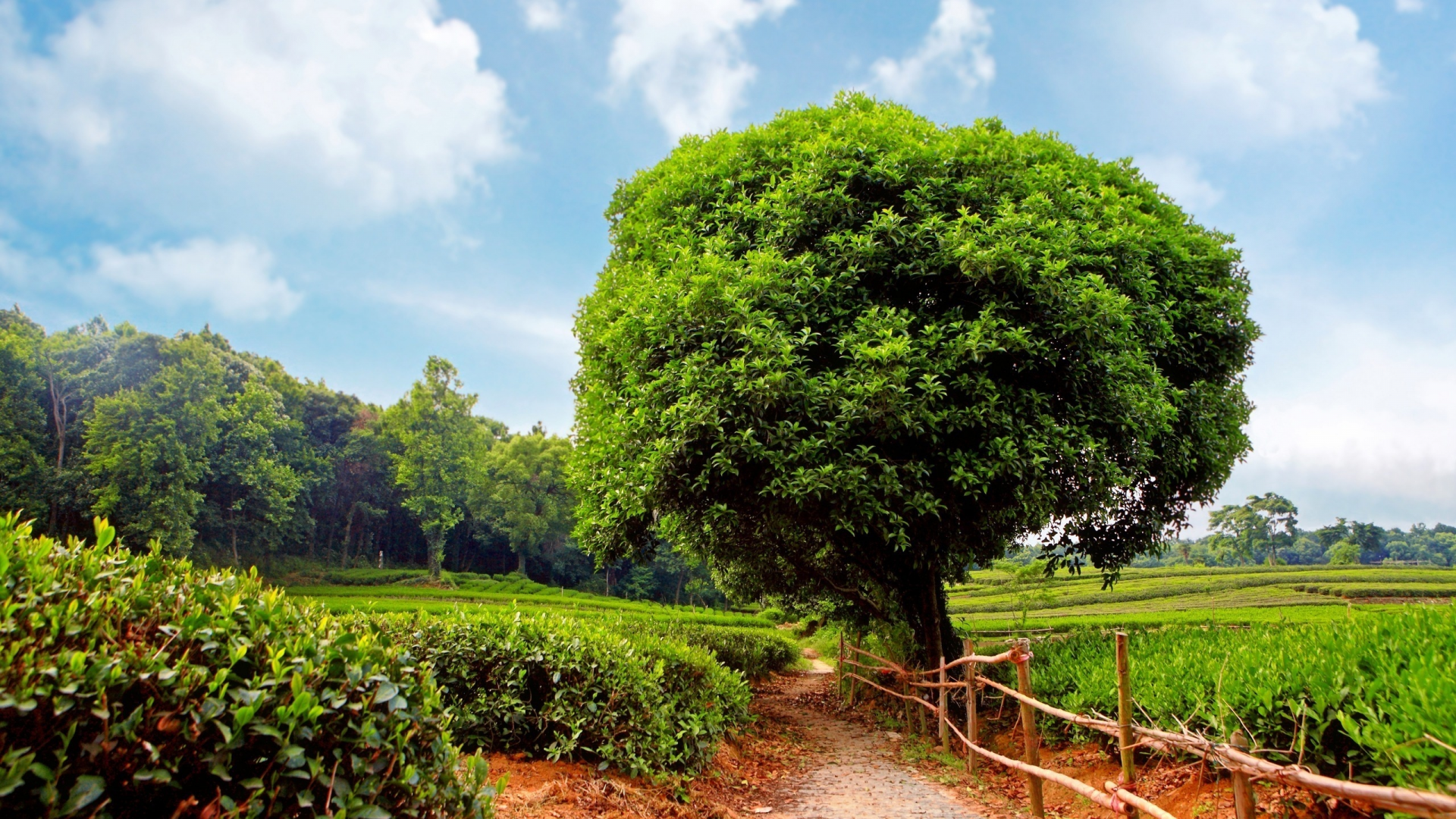 деревья, кустарники, tea plantation, sunshine day, плантация, чайная, дорожка
