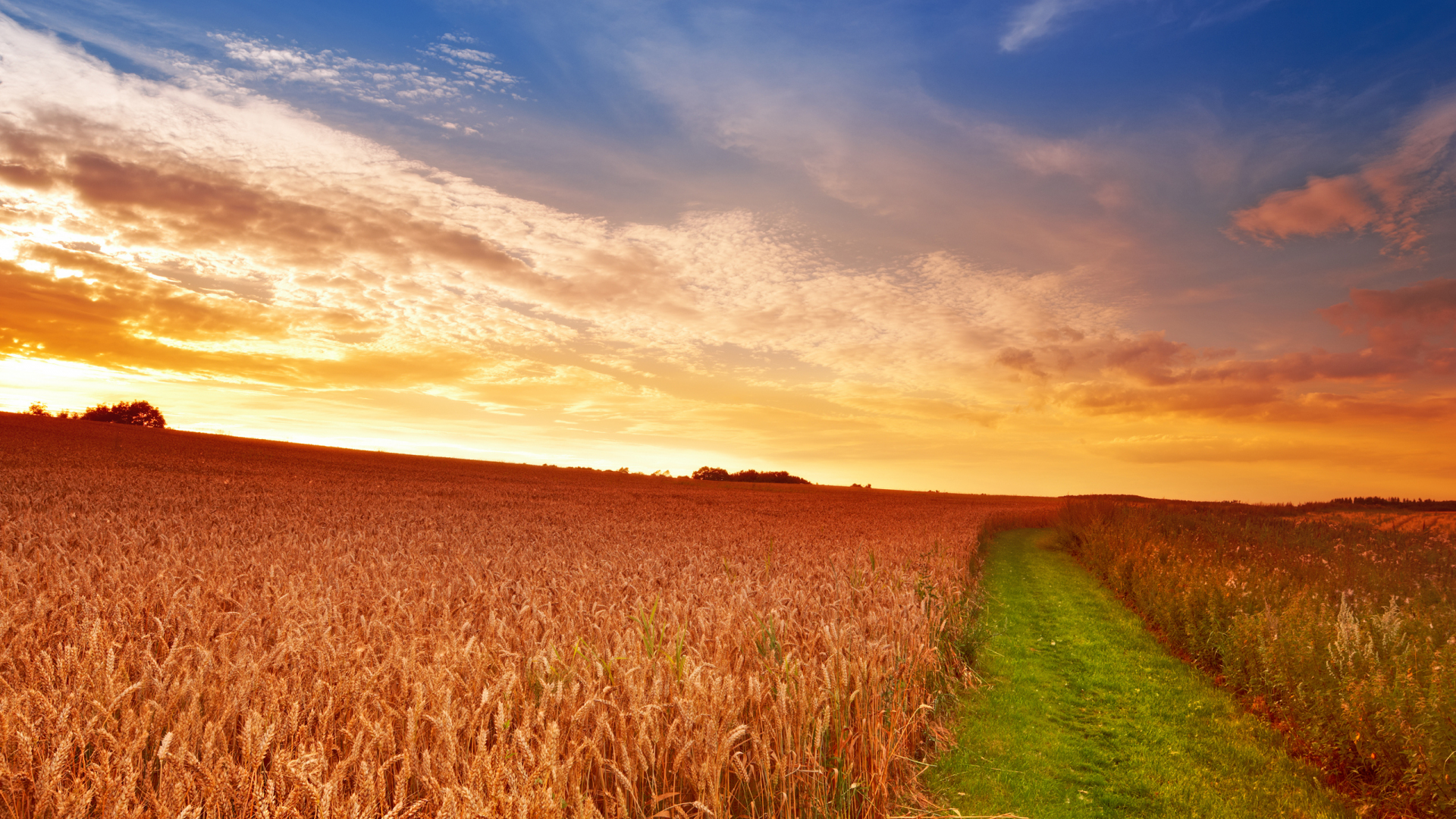 пшеница, колосья, поле, дорога, трава, облака, небо, солнце
