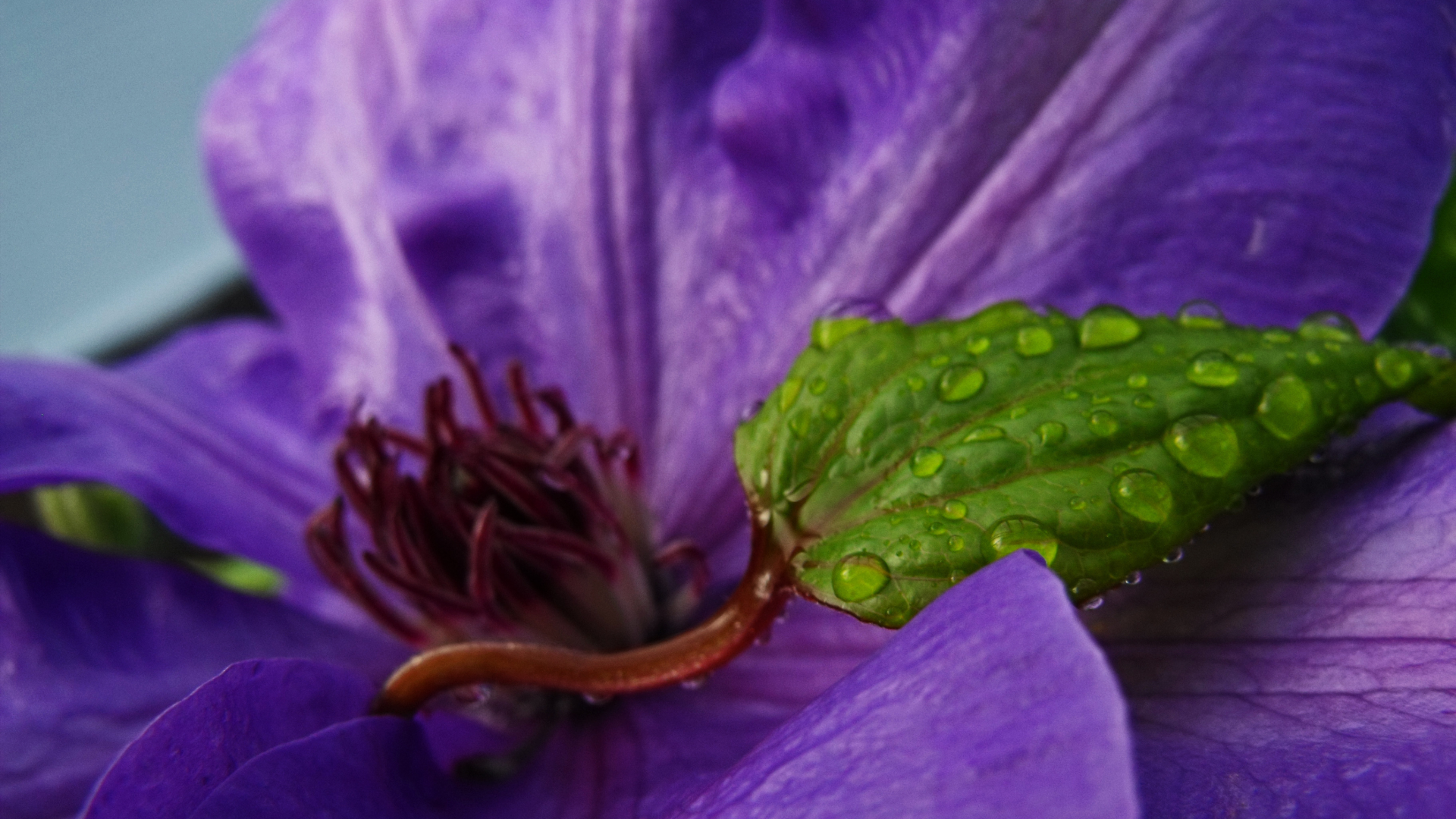 purple and green, цветок, капли, лист