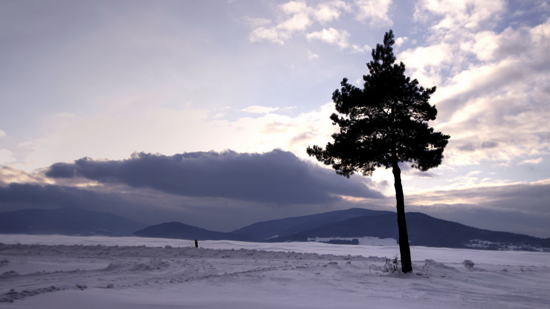 дерево, снег, зима