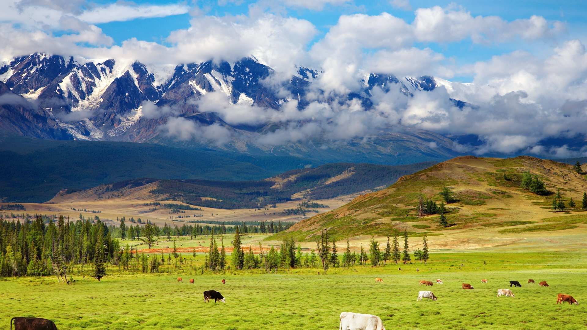 highlands, пастбище, green valley, крупнорогатый, пейзаж, долина, природа, животные, cattle, красота, скот, горы