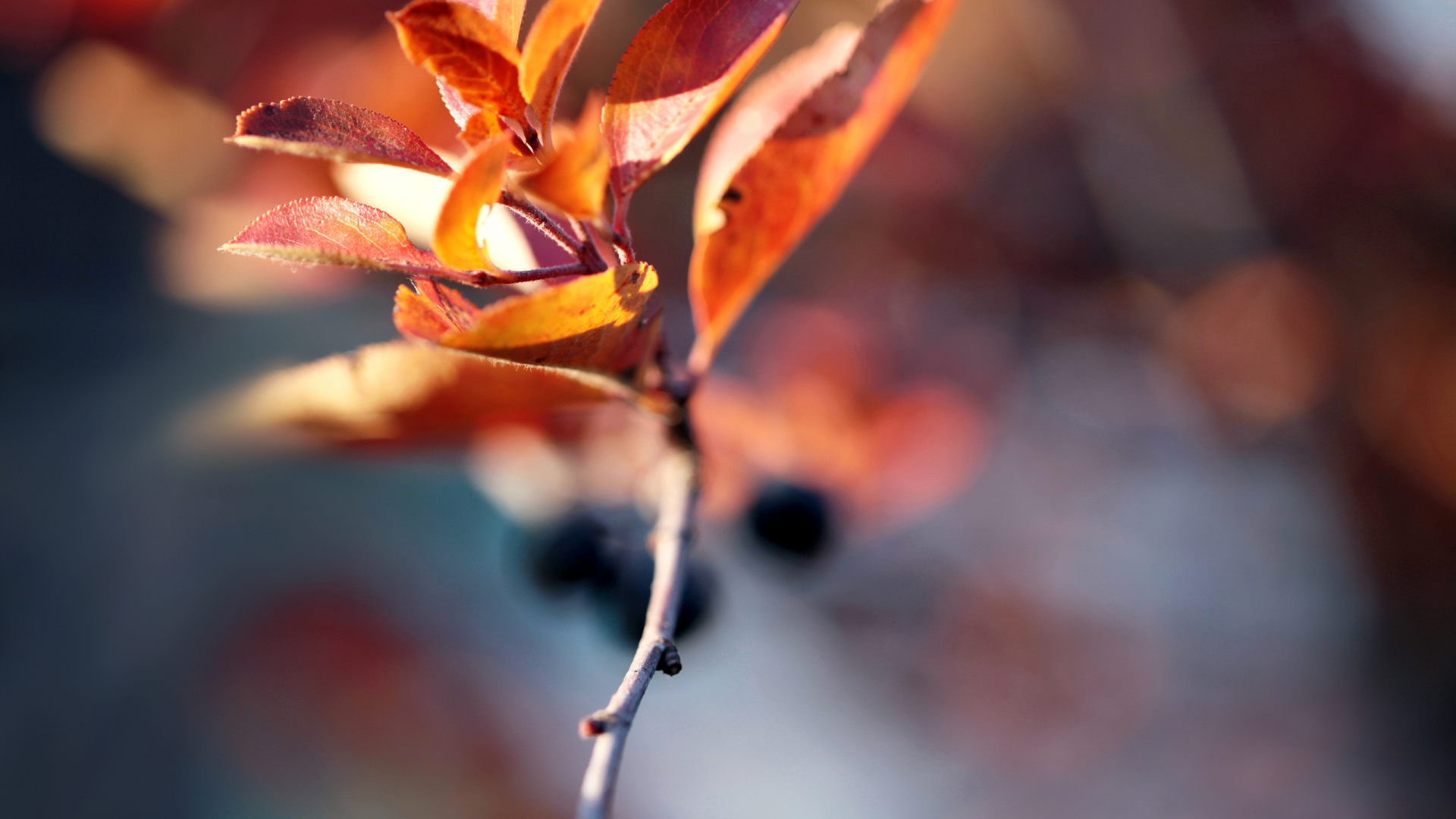 autumn blur, веточька, осень