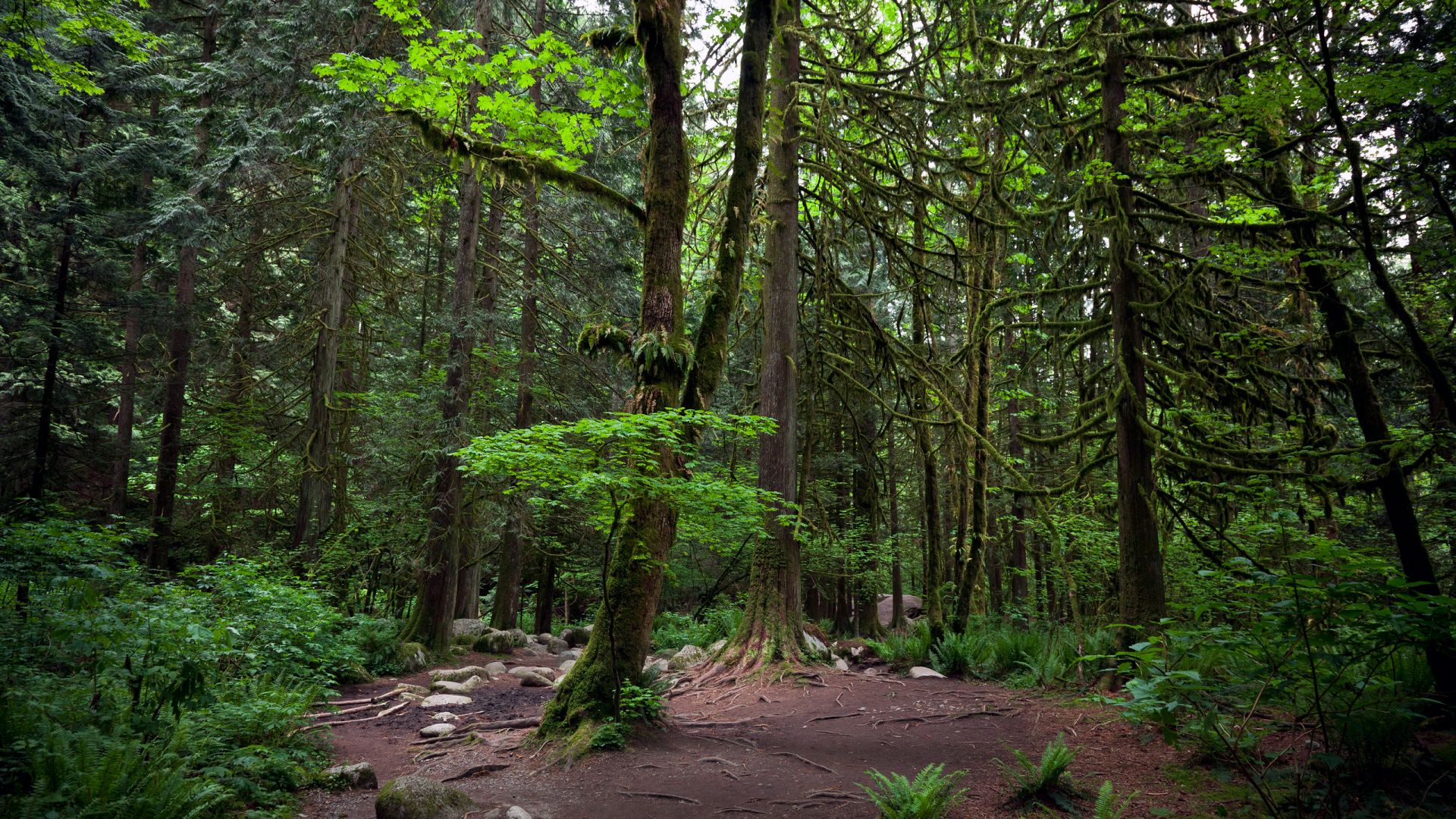 деревья, линн каньон, ванкувер, лес, vancouver, lynn canyon