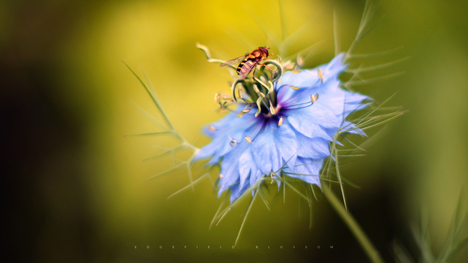 edgefieldblossom, цветок, пчела