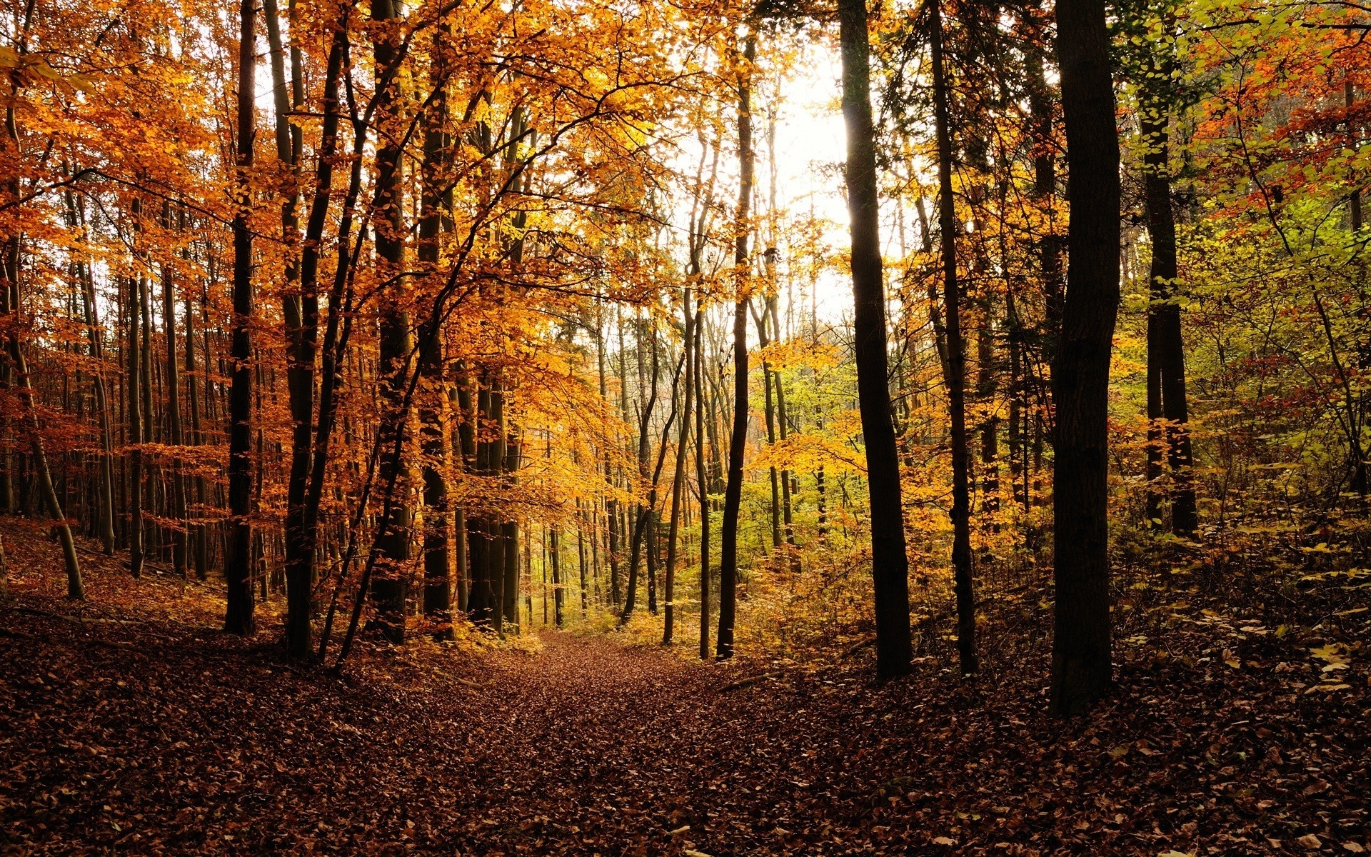 красивые обои, листопад, листья, лес, октябрь, осень, ноябрь, осенние картинки, дерево, деревья, сентябрь, листва