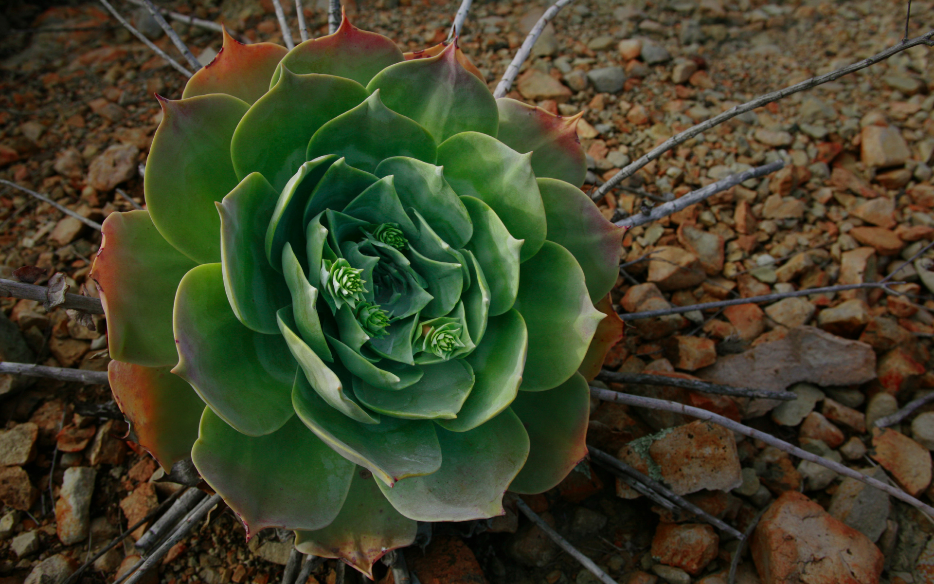 green, камни, flower, цветок, ветки, stones, галька, макро, зелёный, hd wallpapers