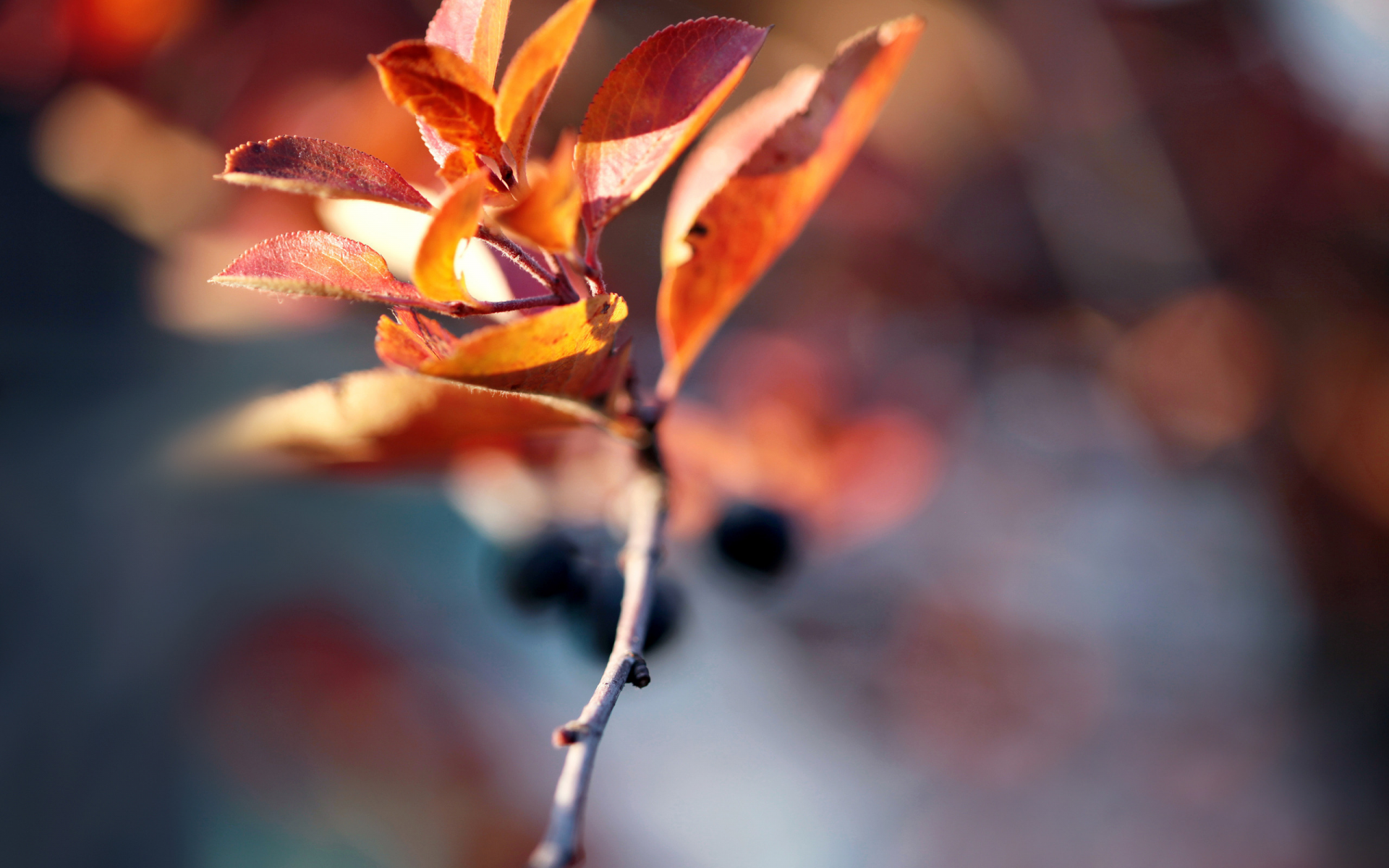 autumn blur, веточька, осень