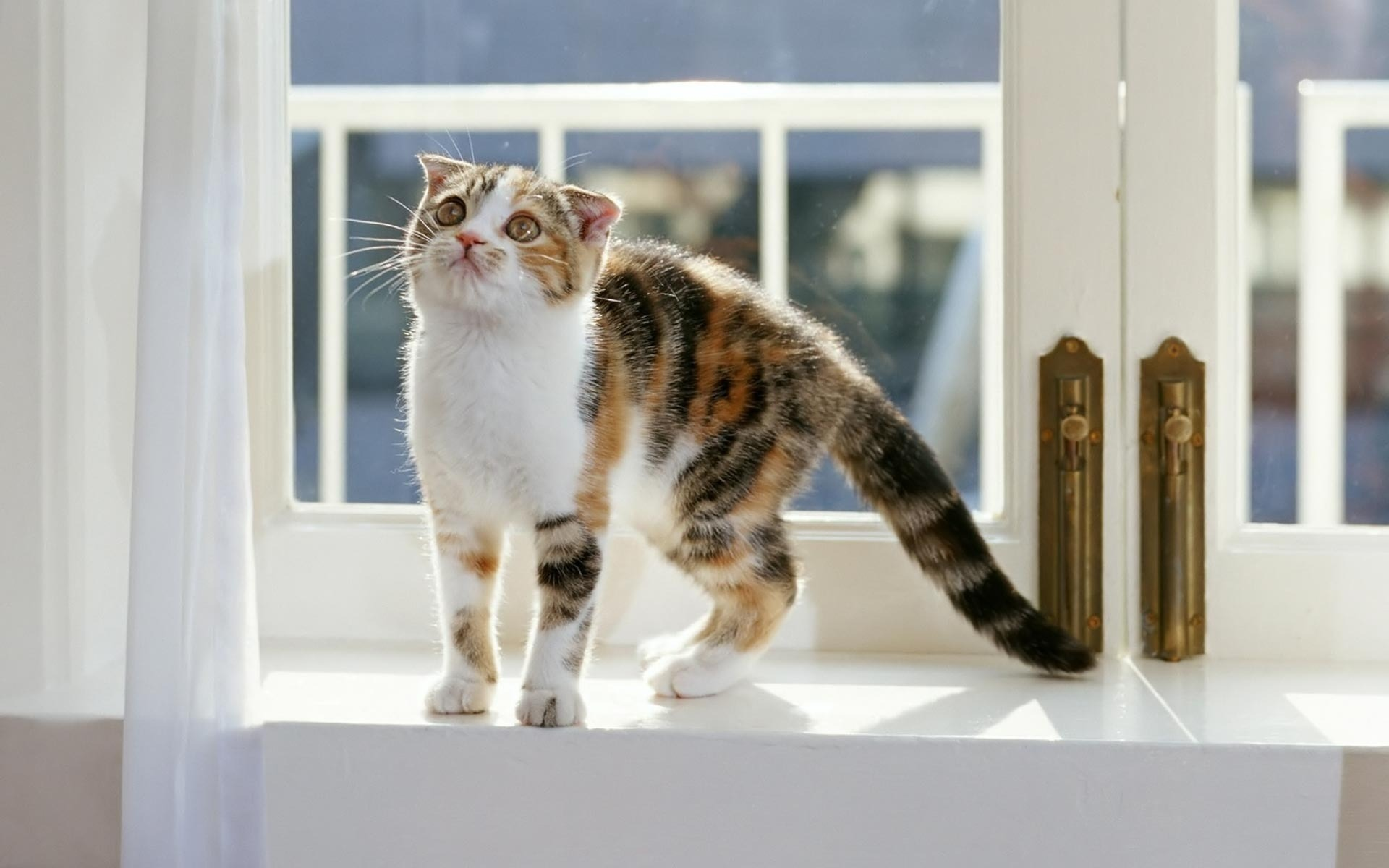 окно, обои, кошка
