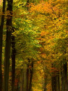леса, фото, парки, природа, осенние обои, осень, деревья