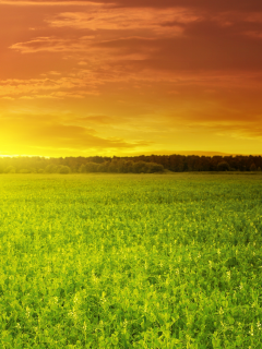 поле, green field, зелёное, красивый, солнце, облака, закат, небо