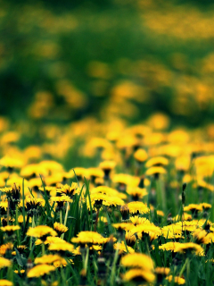 одуванчики, весна, spring, цветение, поляна, желтые, цветы