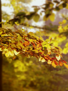 деревья, forest, leaves, nature, light, 2560x1600, ветки, свет, листья, лес, autumn, природа, осень, trees, branches