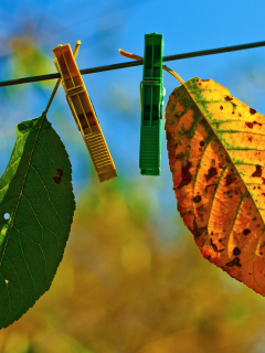 два, autumn fades, лстики