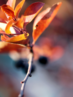 autumn blur, веточька, осень