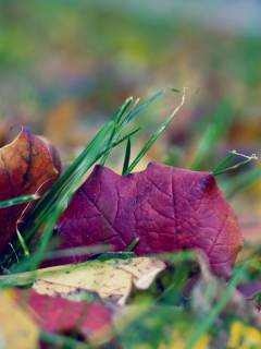 осень, трава, листья