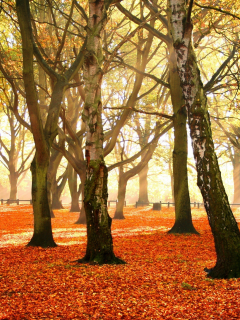 листья, autumn forest, красочный, деревья, осень, убор, багряный