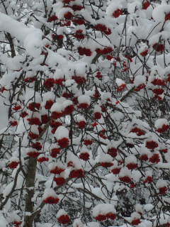 первый снег, рябина, ягоды, красные