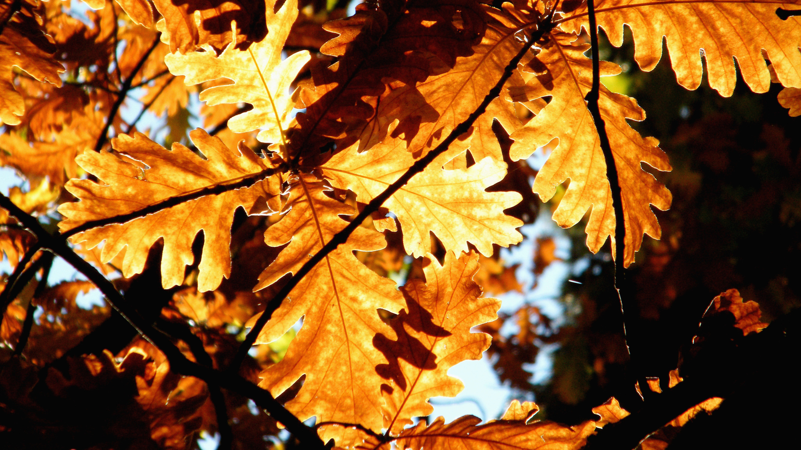 листки, осенние картинки, листва, осень, макро, природа, листья