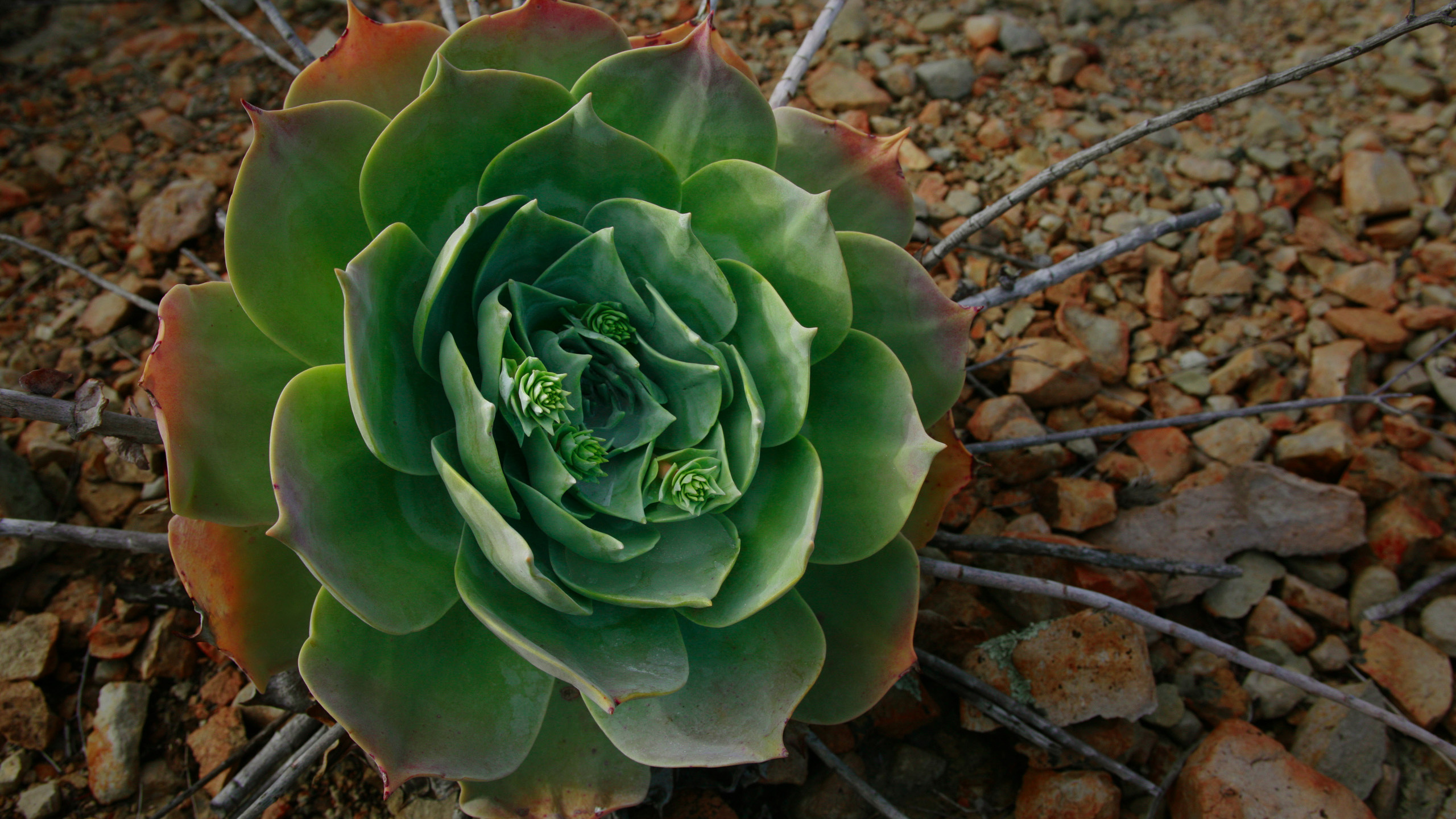 green, камни, flower, цветок, ветки, stones, галька, макро, зелёный, hd wallpapers