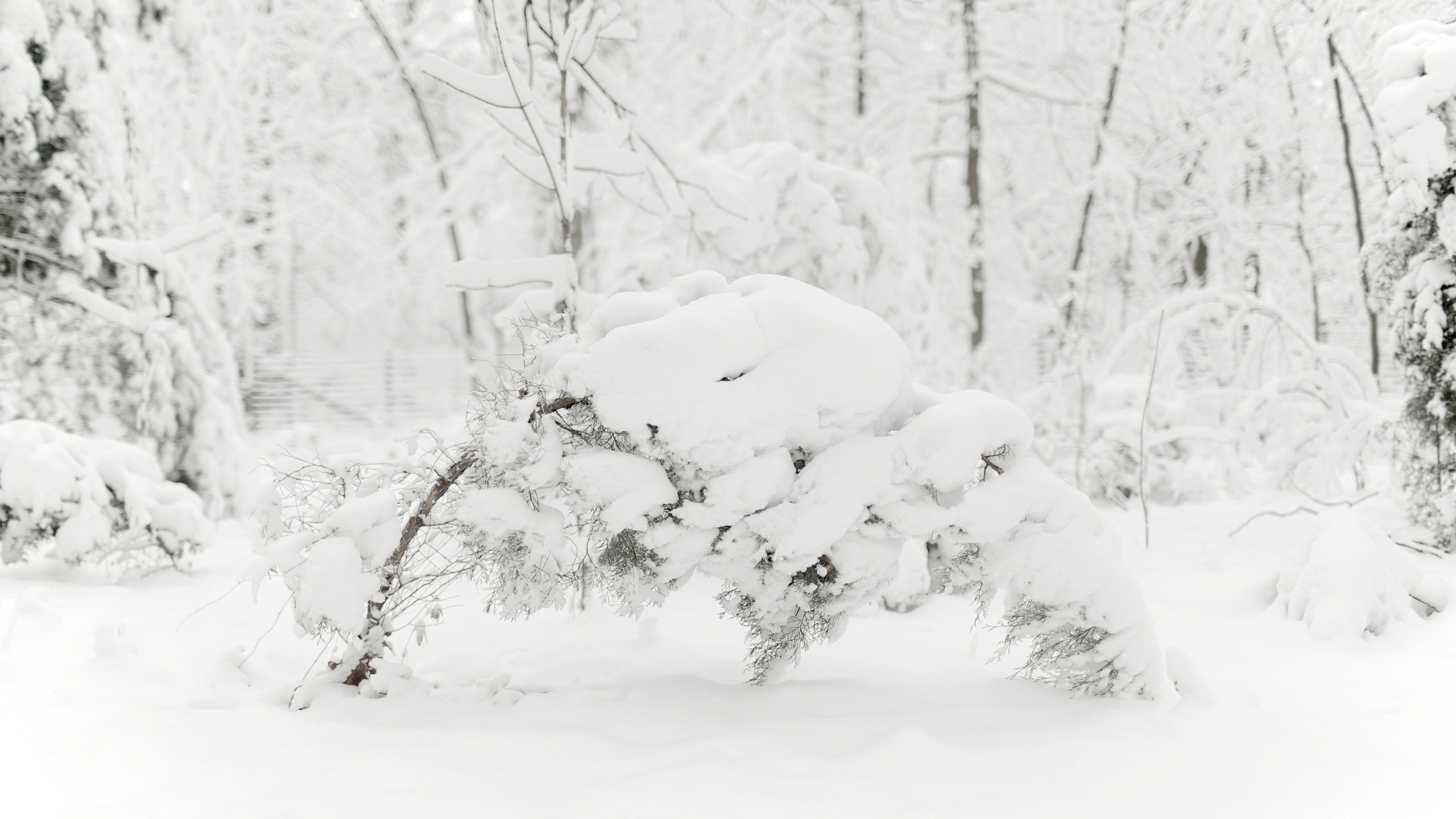 снег, зима, мороз, природа, красивые обои для рабочего стола, холод, деревья, фото, дерево, зимние обои, ветки