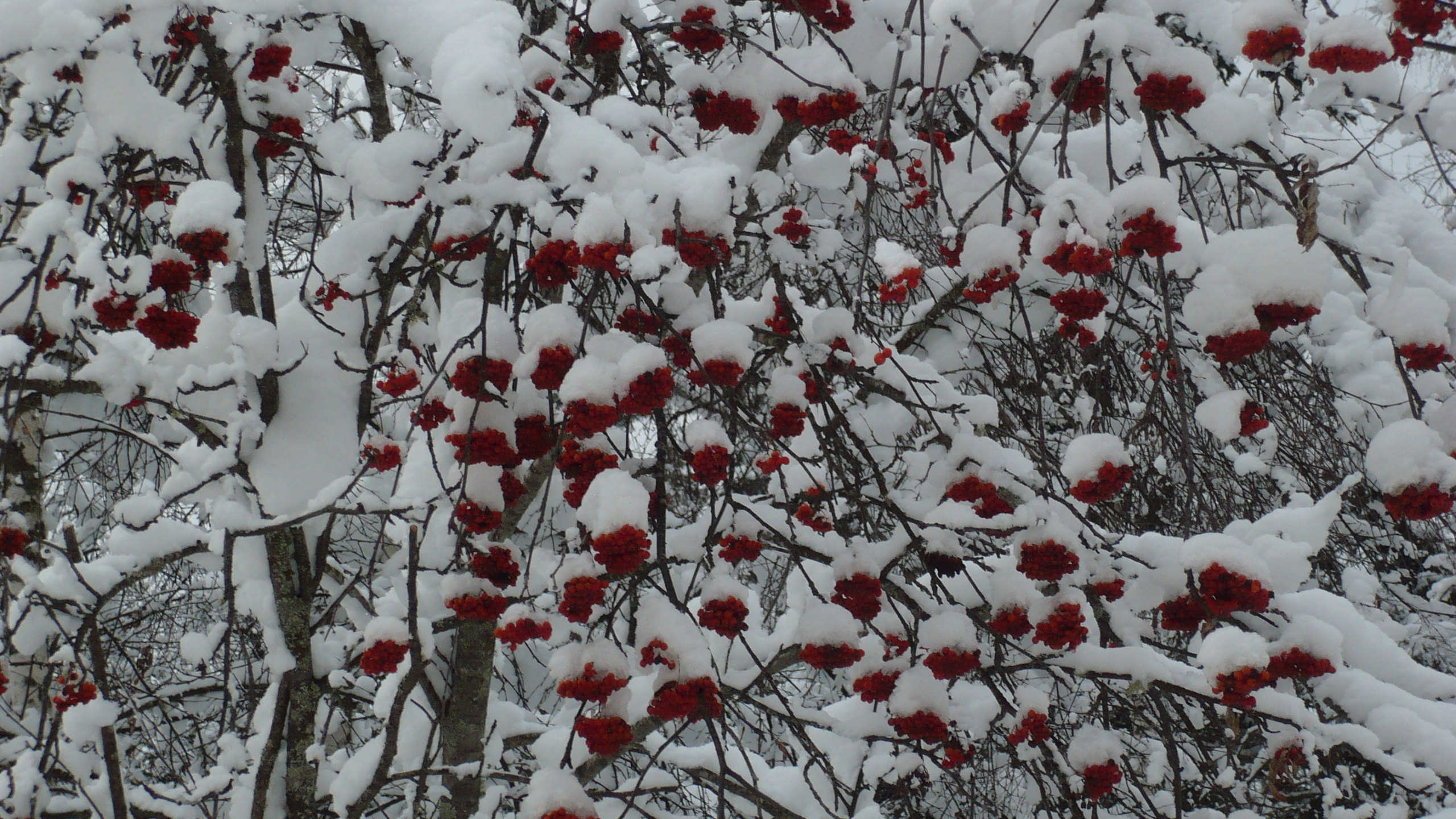 первый снег, рябина, ягоды, красные