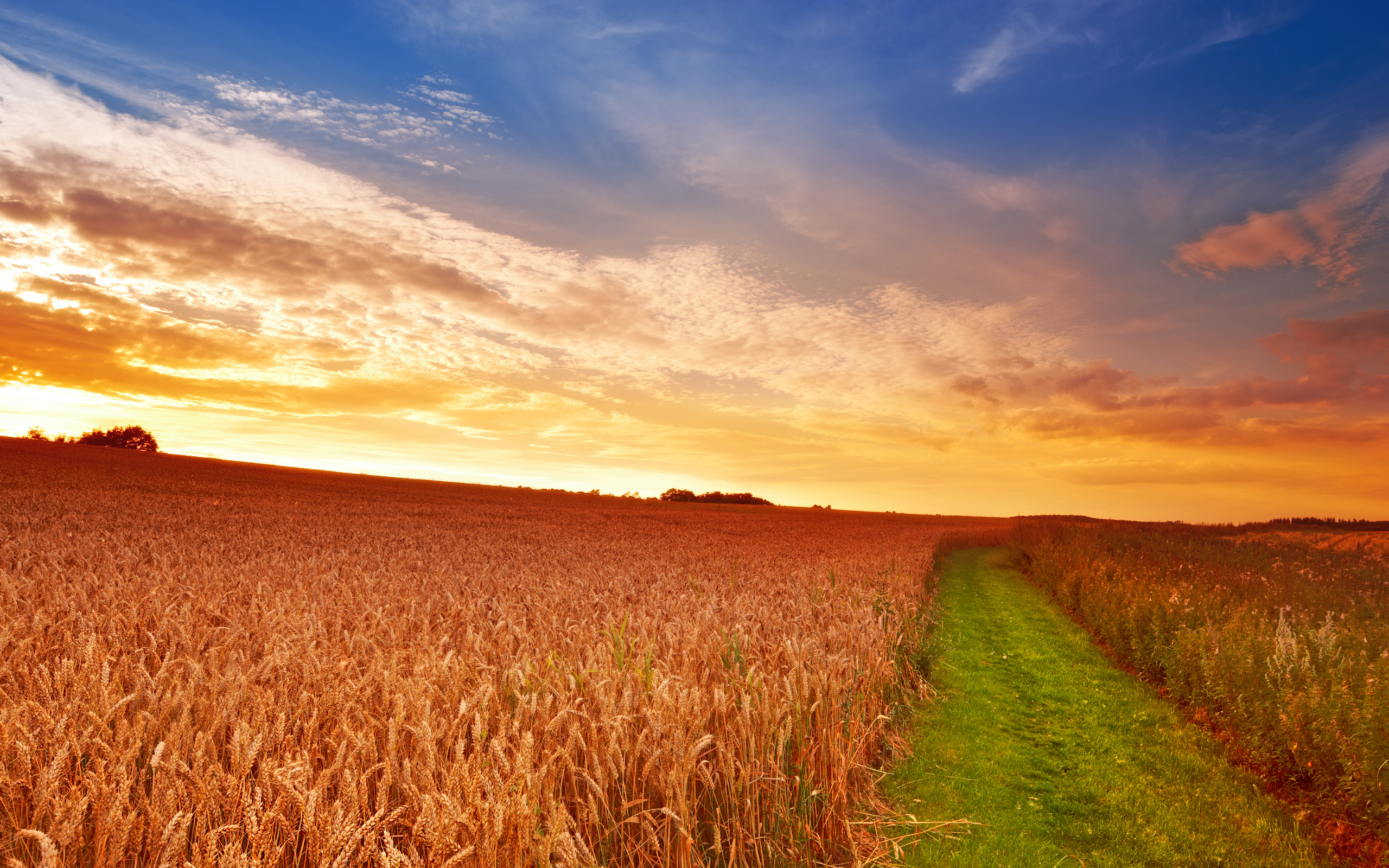пшеница, колосья, поле, дорога, трава, облака, небо, солнце