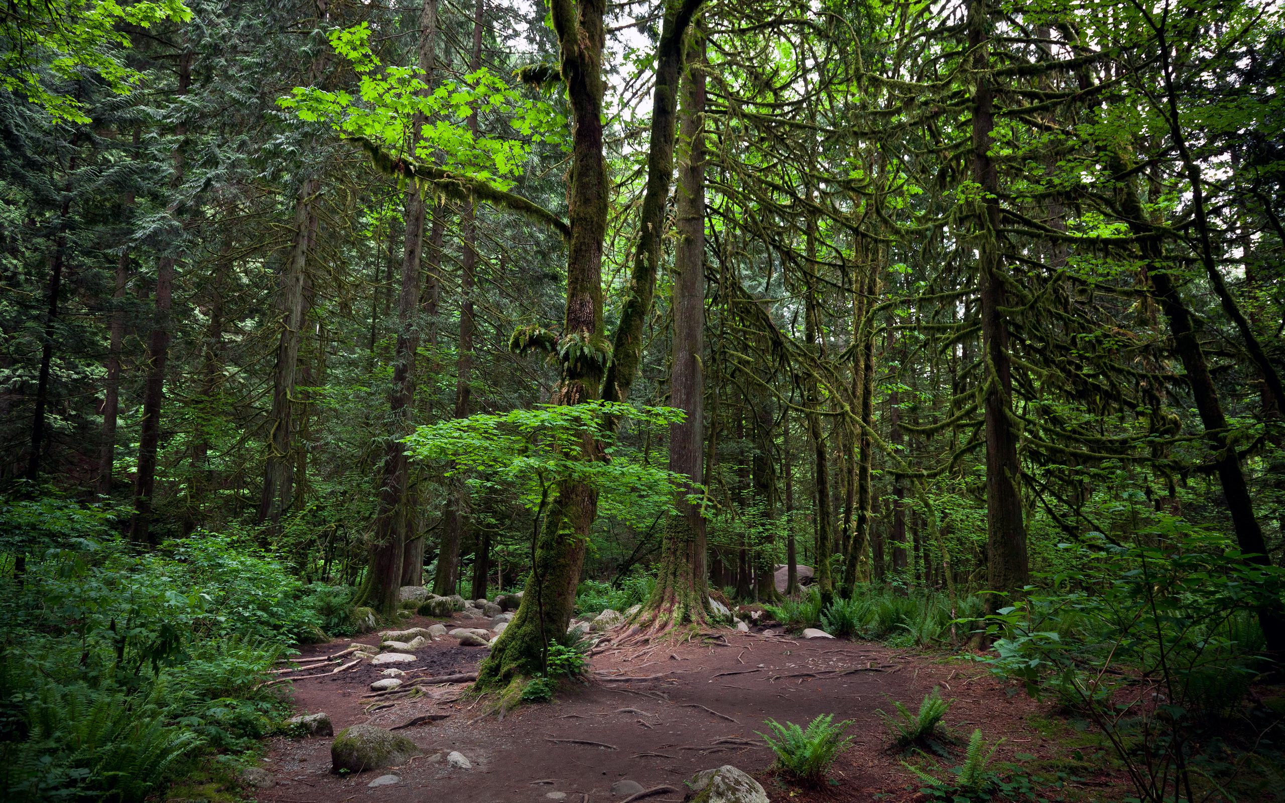 деревья, линн каньон, ванкувер, лес, vancouver, lynn canyon