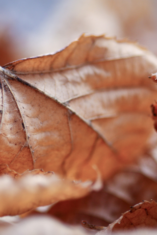 leaves, макро обои, осень, full hd wallpapers 2560x1440, осенние картинки на рабочий стол, листья, leaf walls