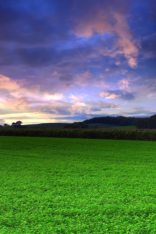 трава, зелёный, поле, небо, фото, пейзажи, природа