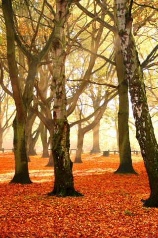 листья, autumn forest, красочный, деревья, осень, убор, багряный