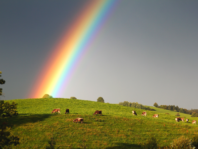 небо, коровы, радуга