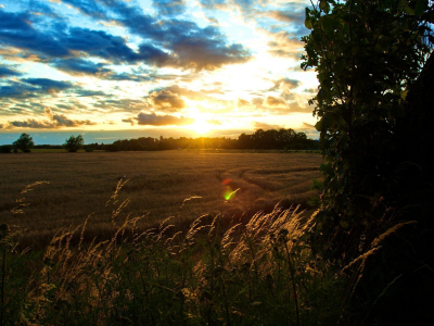 небо, поле, солнца, утро, пшеница, лучи, пейзаж, колоски, пррода