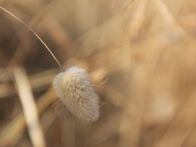 растение, nature, plant, focus, 2560x1440, макро, солома, боке, фокус, bokeh, природа, macro, straw