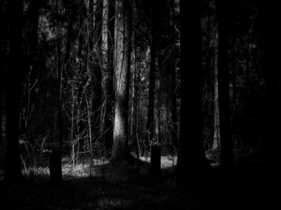 деревья, мрак, лес, чб