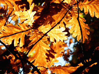 листки, осенние картинки, листва, осень, макро, природа, листья