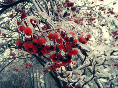 ветка, ягоды, плоды, рябина, гроздь, зима, лед, дерево, красные