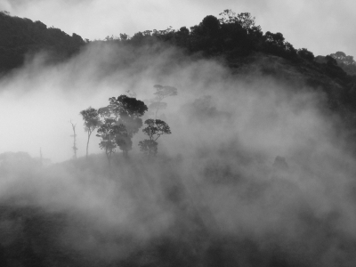 туман, природа, деревья