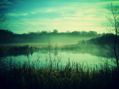 обои, растения, утро, озеро, туман, пейзаж, небо, картинка, природа, фото
