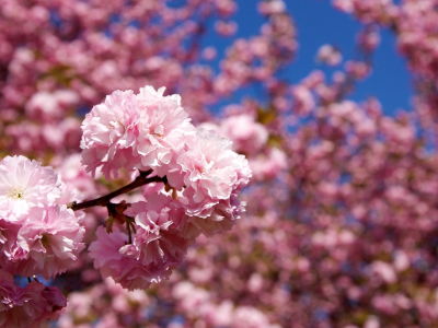 весна, сакура, розовые, цветы, деревья, ветка, природа, лепестки