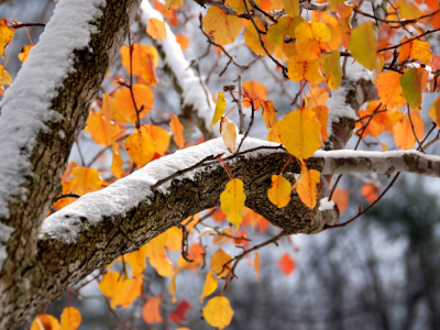 осень, снег, оранжевые, фон, лежит, ярко, листья, ветка, дерево
