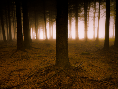 лес, свет, сосны, туман