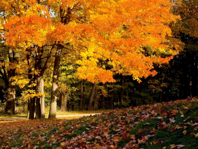 листья, осень, деревья