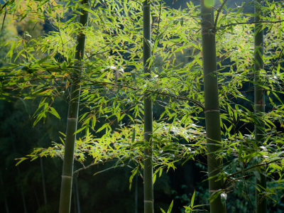 бамбук, зелень, лес