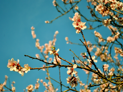 весна, ветка, цветы, небо